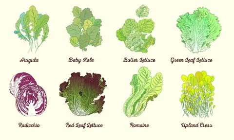 Mix lettuce set Stock Illustration