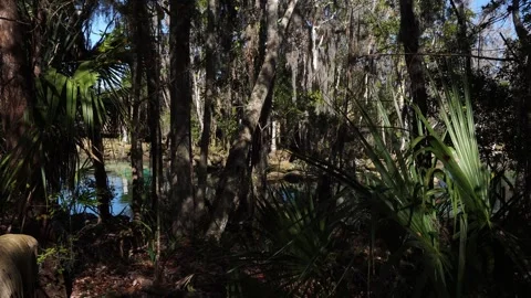 A mix of many different tree species creates a truly beautiful composition to Stock Footage 327647718