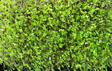 Mix of Microgreens in container Stock Photos