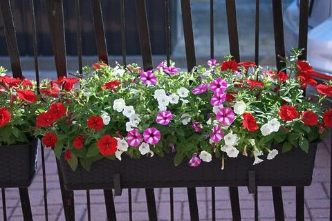 A mix of multi-coloured petunias in a rectangular planter Stock Photos