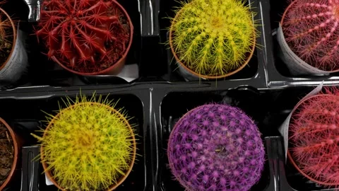 Mix of multicolour cactus - red, orange, pink and lilac. Many small colorful cac Stock Footage 270954917