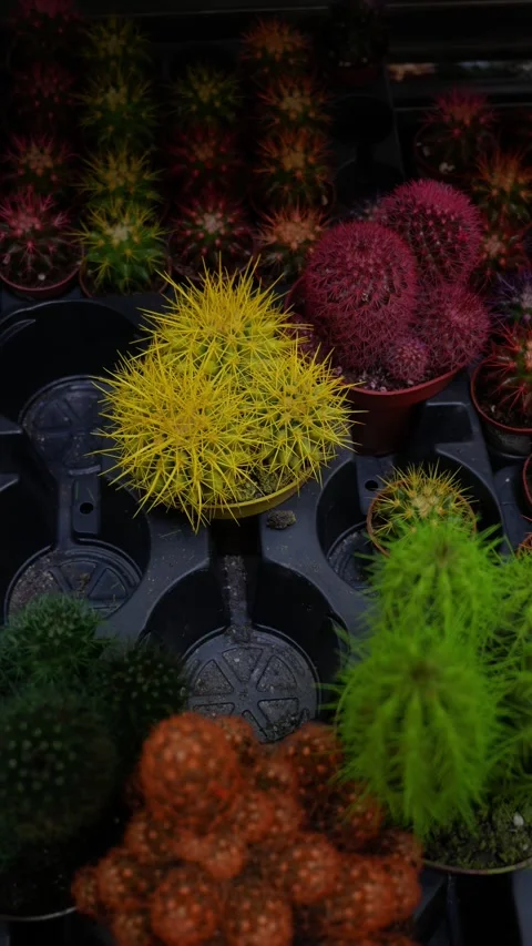 Mix of multicolour cactus - red, yellow, pink and green. Many small colorful cac Stock Footage 276221822