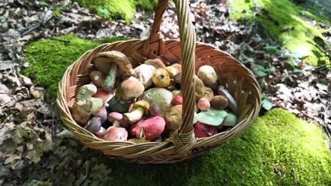 Mix of mushrooms in wicker basket. Stock Footage 326201366