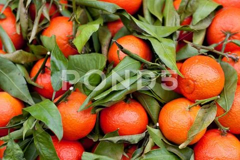 Mix of oranges and leaves Stock Photos