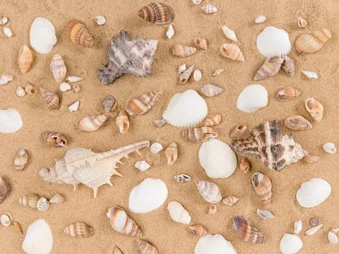 Mix of sea shells on sand background. Stock Photos