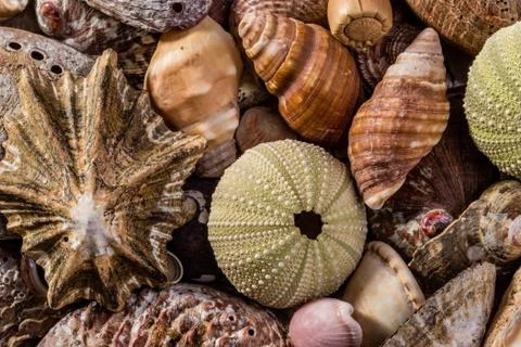 A Mix of Seashells Stock Photos