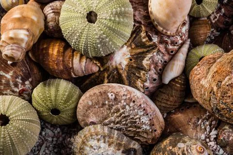 Mix of seashells together Stock Photos