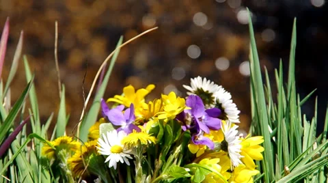 Mix of spring flowers Stock Footage 36538591