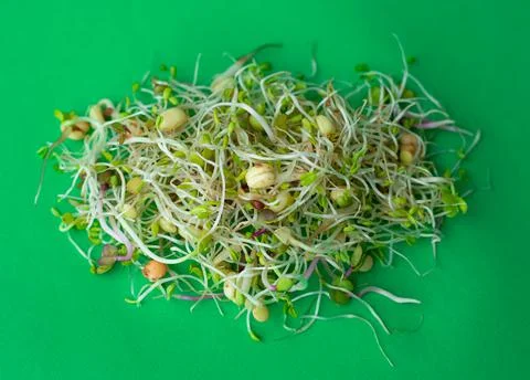 Mix of sprouts on a green background Stock Photos