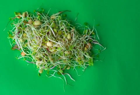 Mix of sprouts on a green background Stock Photos