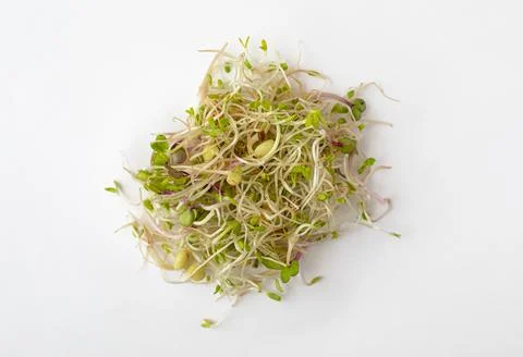 Mix of sprouts on a white background Stock Photos