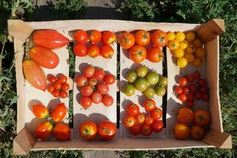 Mix tomatoes in summer day. Composition of variety fresh tomatoes. Rustic dar Foto stock