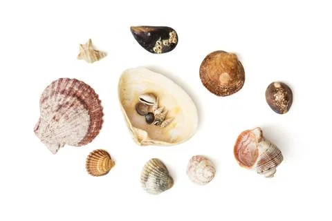 Mix of various sea shells Stock Photos