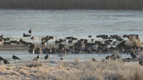 Mix of wading and water birds on winter marshes 動画素材 262541653