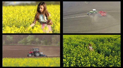 Mixed agricultural theme. Rape flowers, Young girl playing and making bouquet Stock-Footage 63435618