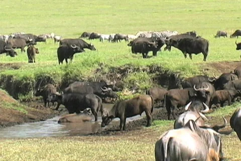 Mixed Animals Gnu, Zebra, Cape Buffalo Stock Footage 573196