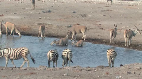 Mixed animals at waterhole Stock Footage 939641