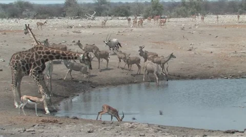 Mixed animals at waterhole Stock Footage 939680