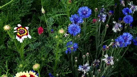 Mixed annual flowers including bright blue cornflowers and bold multicoloured Stock Footage 341842176