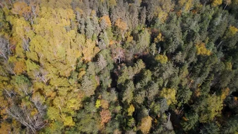 Mixed Autumn Forest Canopy Vídeos de archivo 337227069