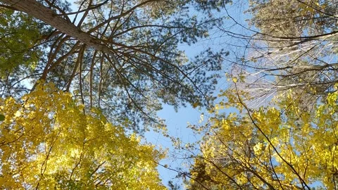 Mixed autumn forest, coniferous trees and yellow leaves, bottom view 스톡 동영상 245518174