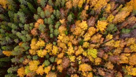 Mixed autumn forest viewed from above. Video from the drone. Traffic over the Video stock 141276722