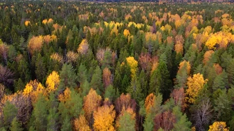 Mixed autumn forest viewed from above. Video from the drone. Traffic over the Video stock 141276803