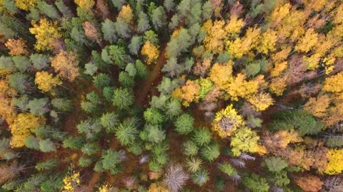 Mixed autumn forest viewed from above. Video from the drone. Traffic over the Video stock 150295128