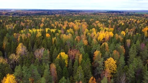 Mixed autumn forest viewed from above. Video from the drone. Traffic over the Video stock 150295149
