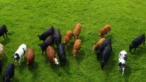 Mixed Beef Cattle Moving Across Bright Green Field. Exmoor Devon Видео 338060232