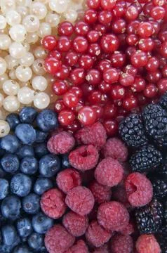 Mixed Berries Stock Photos