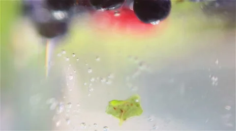 Mixed berries in water Stock Footage 60046907