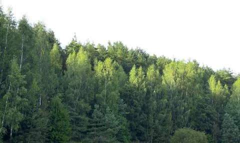**Mixed birch and pine forest treeline isolated on white sky, nature cutout Foto stock