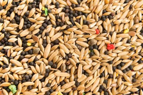 Mixed bird seed Foto stock