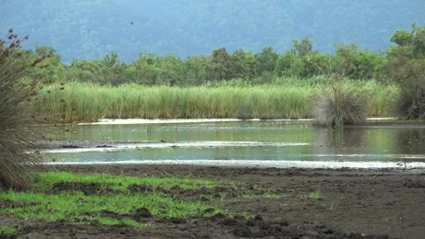Mixed birds fly above a small wetland pond - Waterbirds Flock and Bird Migration Stock Footage 339816388