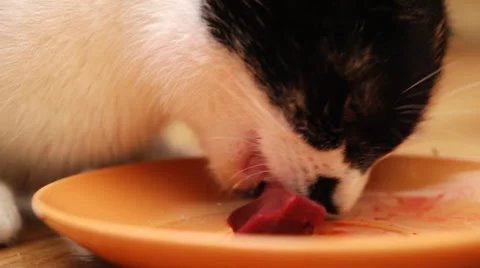 Mixed bred Cat eating raw food - close up Stock Footage 35962620