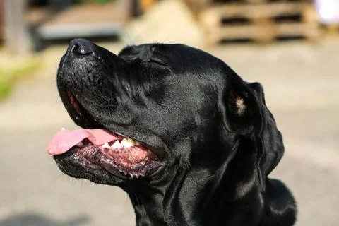 Mixed breed between Labrador and Great Dane, muscular build, playful personal Stock Photos