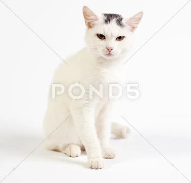 Mixed-breed cat, 1 year old, on white background Stock Photos