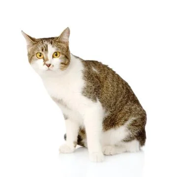 Mixed breed cat looking at camera. isolated on white background Stock-Fotos