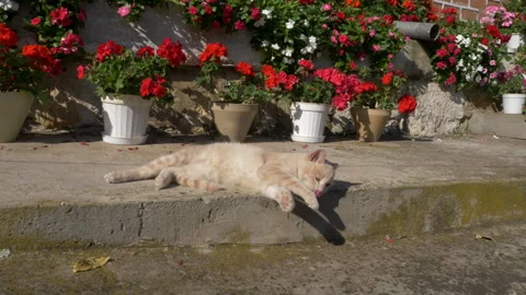 Mixed breed cat lying on the sidewalk grooming itself Stock Footage 320466240