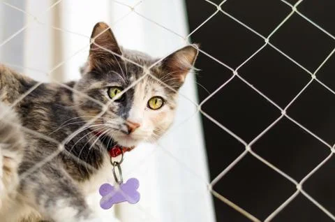 Mixed breed cat sitting by a window with a net. Stock Photos
