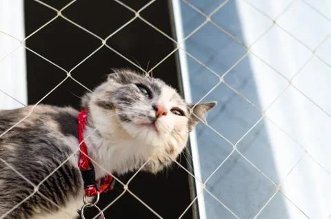 Mixed breed cat sitting by a window with a net. Stock Photos
