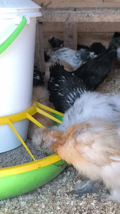 Mixed Breed Chicks Eating from Poultry Feeder with Natural Sound Stock Footage 335689309