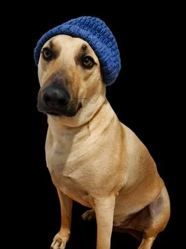 Mixed breed dog with cap Stock Photos