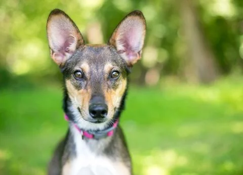A mixed breed dog with comically large ears Stockfoto's