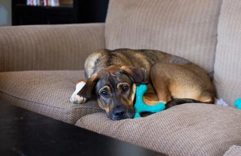 Mixed Breed Dog on Couch Stock Photos