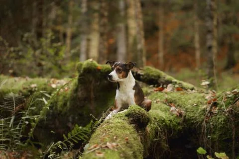 Mixed breed dog exploring mossy autumn forest landscape Stock Photos
