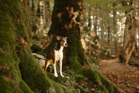 Mixed breed dog exploring mossy autumn forest Stock Photos