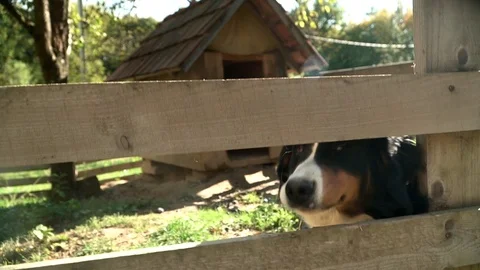 Mixed-breed dog looking around with tounge out. Need of love. Sad look. Stock Footage 119771253