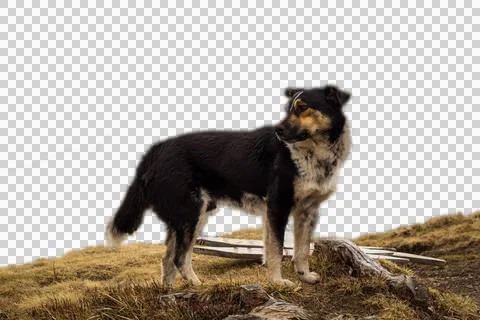 Mixed-breed dog looking back standing on dry grass isolated PNG photo Stock Photos